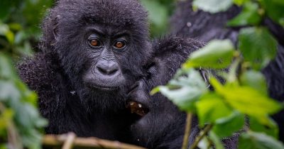 Mountain gorillas spotted by tourists spending more than 1 hour with them in Bwindi National Park
