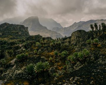 Luxury 2-day Rwenzori Mountain hike via Kilembe Route showcasing lush forests, misty peaks, and scenic trekking in Uganda.