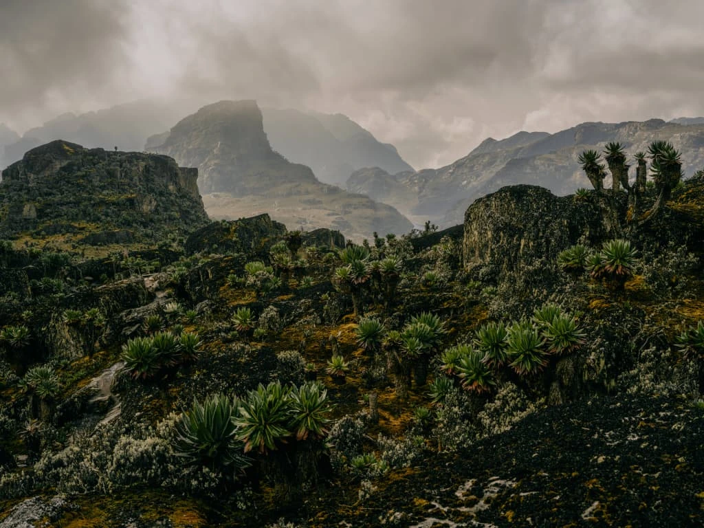 Luxury 2-day Rwenzori Mountain hike via Kilembe Route showcasing lush forests, misty peaks, and scenic trekking in Uganda.