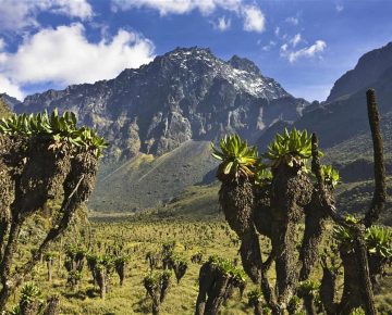 Explore the stunning 4 Days Rwenzori Hike to Bujuku and experience the breathtaking beauty of Africa's third-highest mountain.
