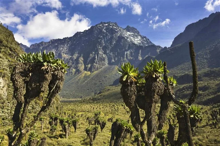 4 Days Rwenzori Hike to Bujuku