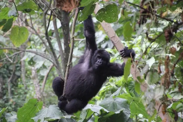 Bwindi Gorilla Trekking in November