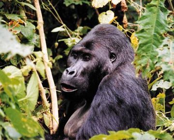 Bwindi Gorilla Trekking in July
