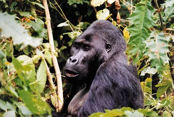 Bwindi Gorilla Trekking in July