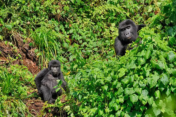 Bwindi Gorilla Trekking in May