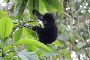 Bwindi Gorilla Trekking in October