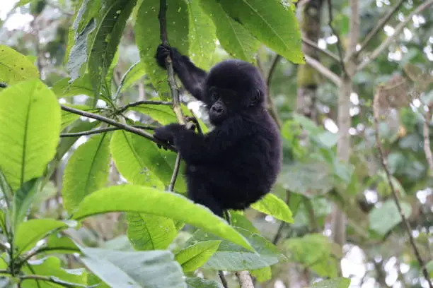 Bwindi Gorilla Trekking in October
