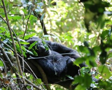 Bwindi Gorilla Trekking in September