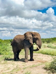 Uganda Big Five Safaris