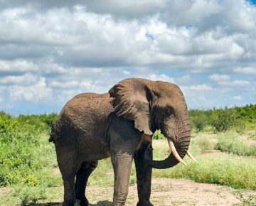 Uganda Big Five Safaris