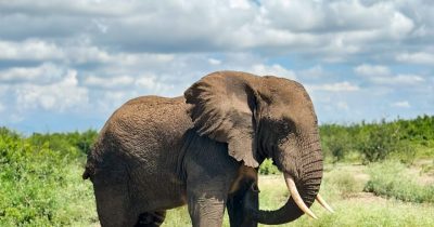 Uganda Big Five Safaris