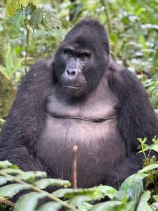 Gorilla Trekking Uganda Off-Peak Season