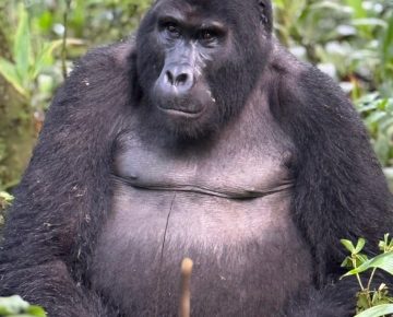 Gorilla Trekking Uganda Off-Peak Season