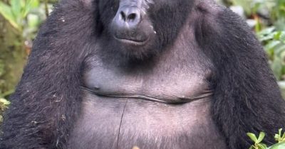 Gorilla Trekking Uganda Off-Peak Season