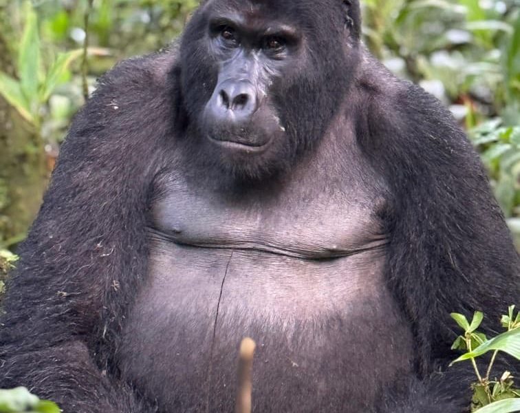 Gorilla Trekking Uganda Off-Peak Season