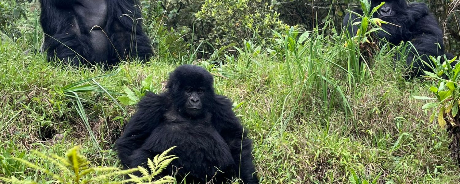 4 Days Bwindi Gorilla Habituation & Trekking Safari