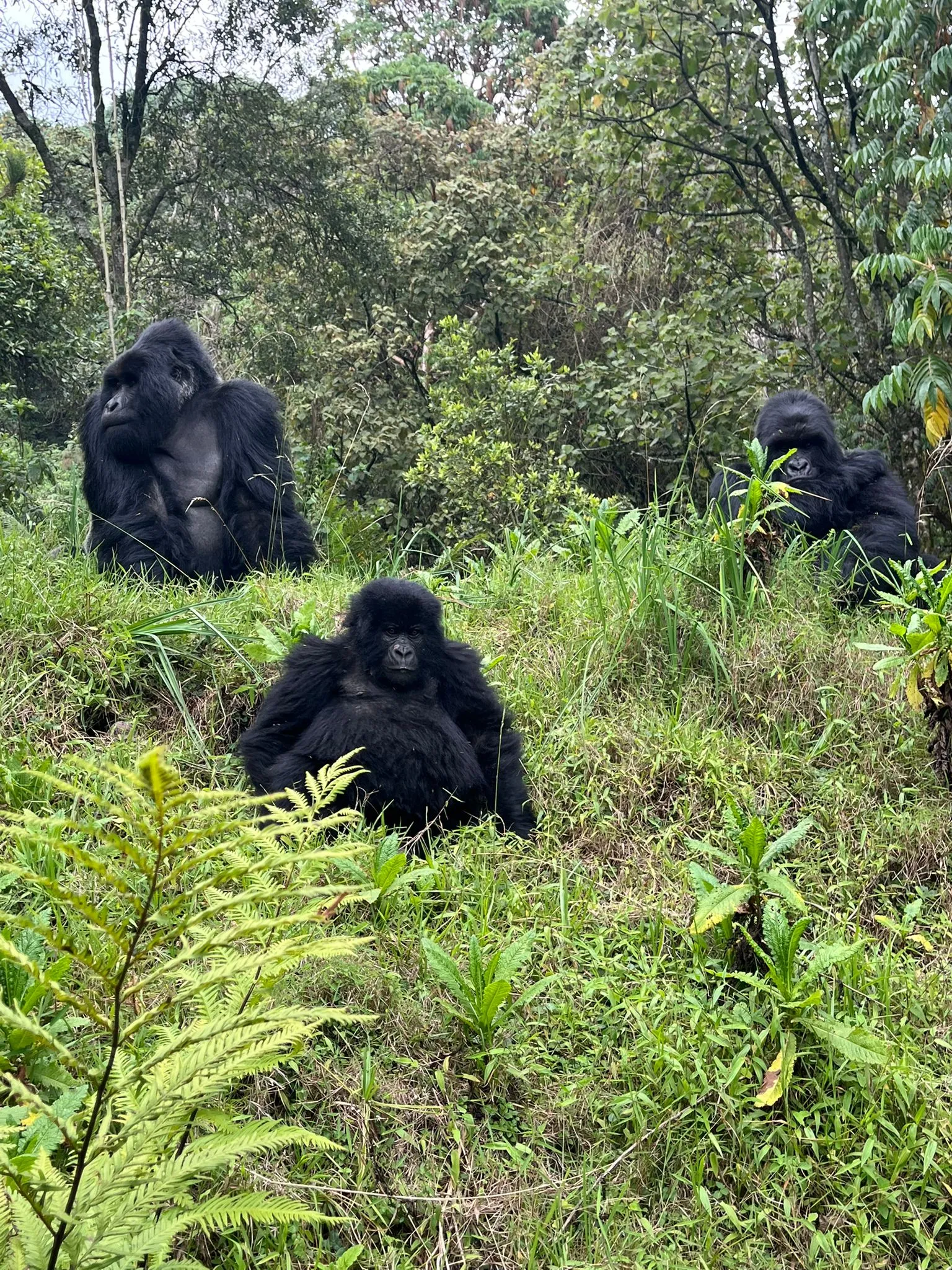 4 Days Bwindi Gorilla Habituation & Trekking Safari