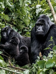 Is the Gorilla Habituation Experience available in Rwanda? Learn why Rwanda doesn’t offer it and where to enjoy the 4-hour trekking instead.