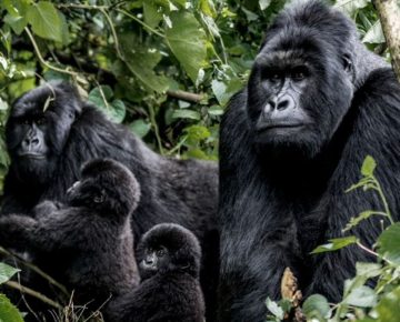 Is the Gorilla Habituation Experience available in Rwanda? Learn why Rwanda doesn’t offer it and where to enjoy the 4-hour trekking instead.