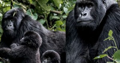 Is the Gorilla Habituation Experience available in Rwanda? Learn why Rwanda doesn’t offer it and where to enjoy the 4-hour trekking instead.