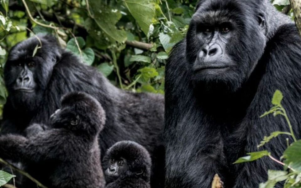 Is the Gorilla Habituation Experience available in Rwanda? Learn why Rwanda doesn’t offer it and where to enjoy the 4-hour trekking instead.