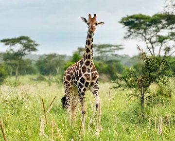 4 Days Rwanda Gorilla Trek Akagera Safari