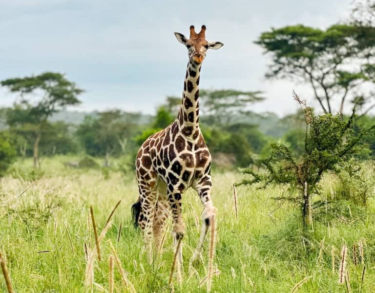 4 Days Rwanda Gorilla Trek Akagera Safari