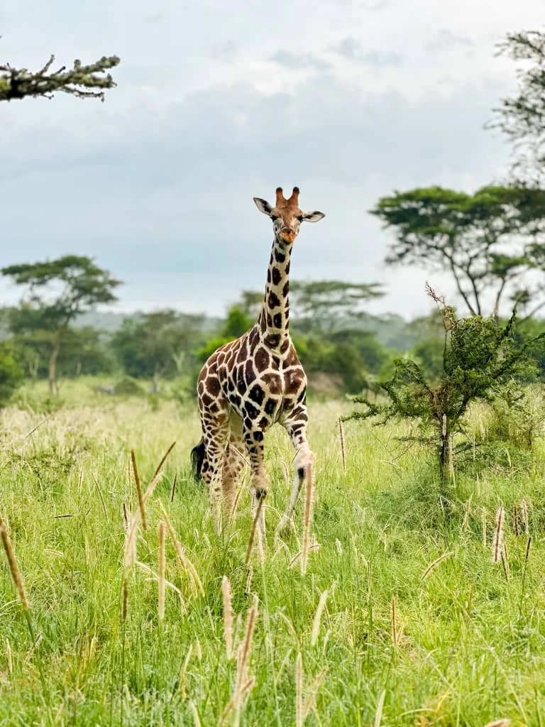 4 Days Rwanda Gorilla Trek and Akagera Wildlife Safari