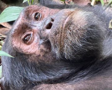 5 Days Rwanda Gorillas and Nyungwe Forest Chimp Trek