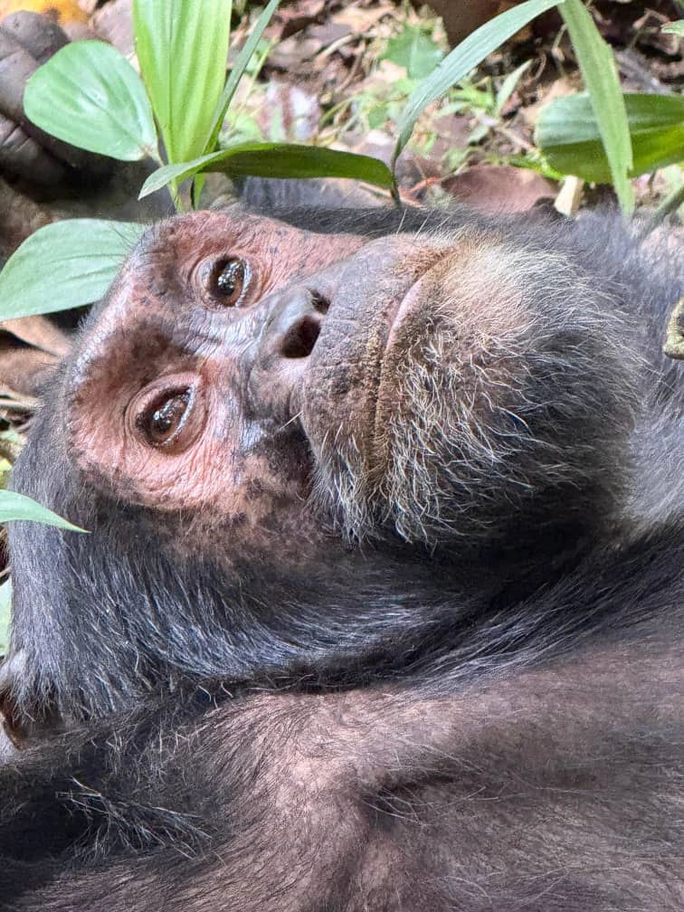5 Days Rwanda Gorillas and Nyungwe Forest Chimp Trek
