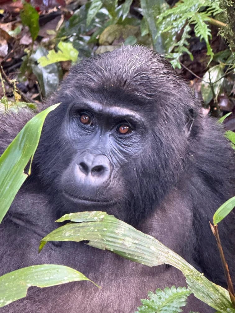 5 Days Gorilla Trekking & Wildlife Tour in Uganda