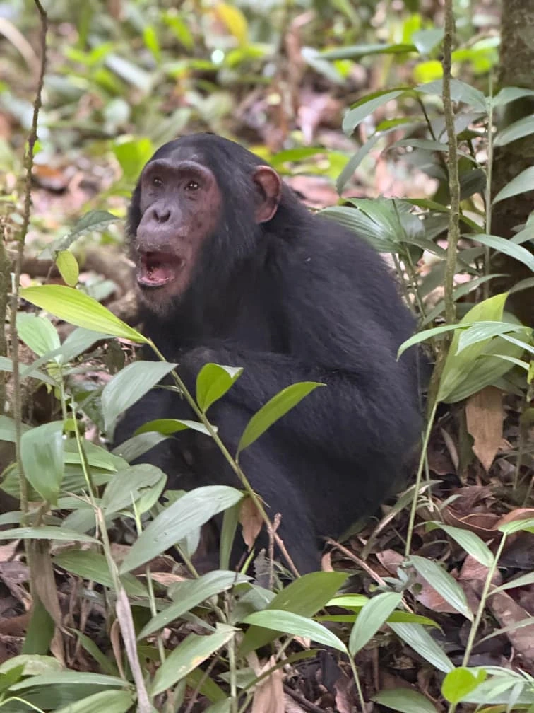 6 Days Uganda Primates Tour & Wildlife Safari