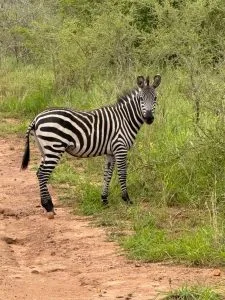 Uganda Safari First-Timers