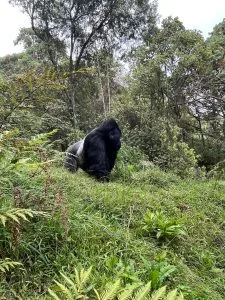 Bwindi Gorilla Trekking in April