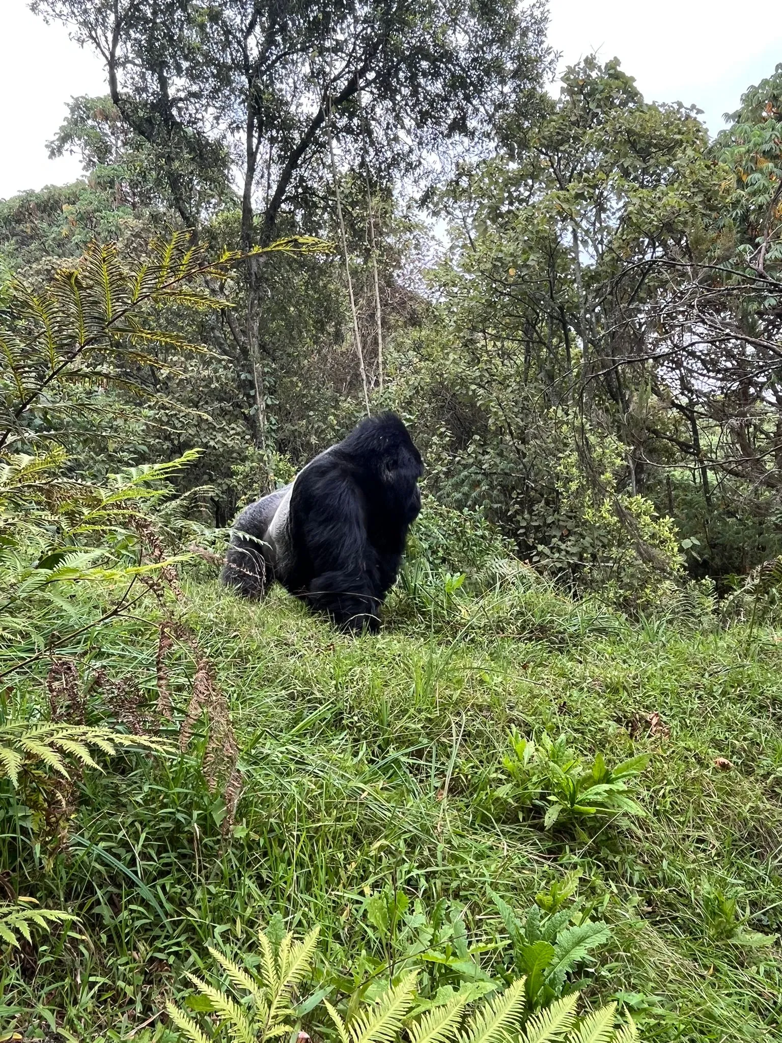 Bwindi Gorilla Trekking in April