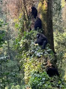 Bwindi Gorilla Trekking in December