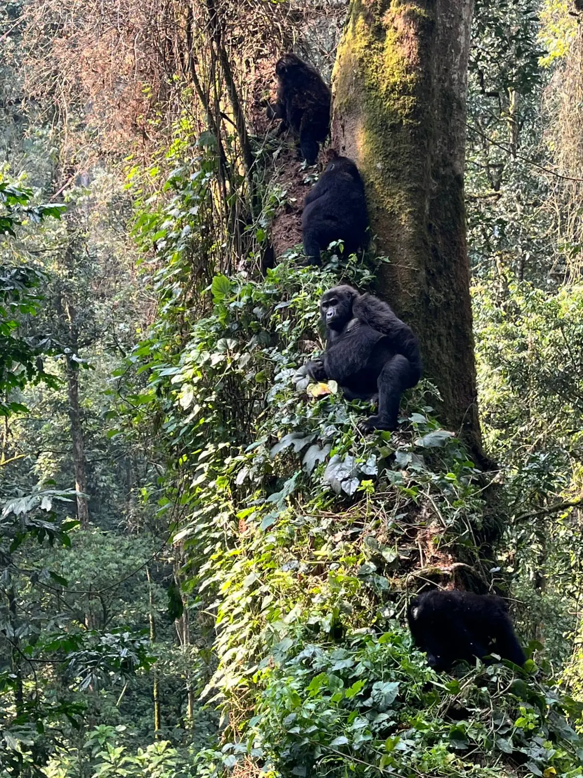 Bwindi Gorilla Trekking in December