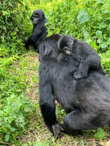 Bwindi Gorilla Trekking in February