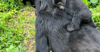 Bwindi Gorilla Trekking in February