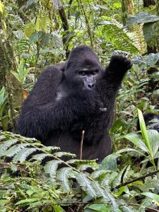 Bwindi Gorilla Trekking in January
