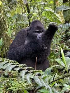 Bwindi Gorilla Trekking in January