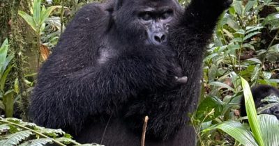 Bwindi Gorilla Trekking in January