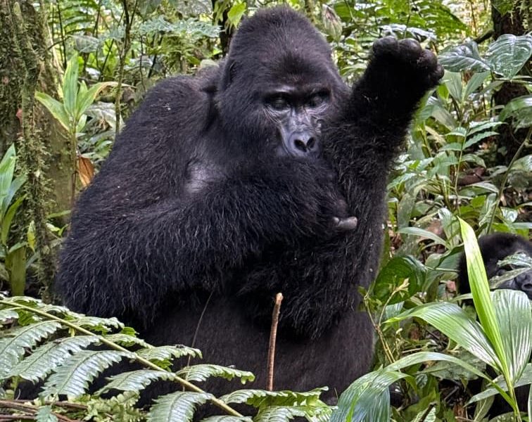 Bwindi Gorilla Trekking in January