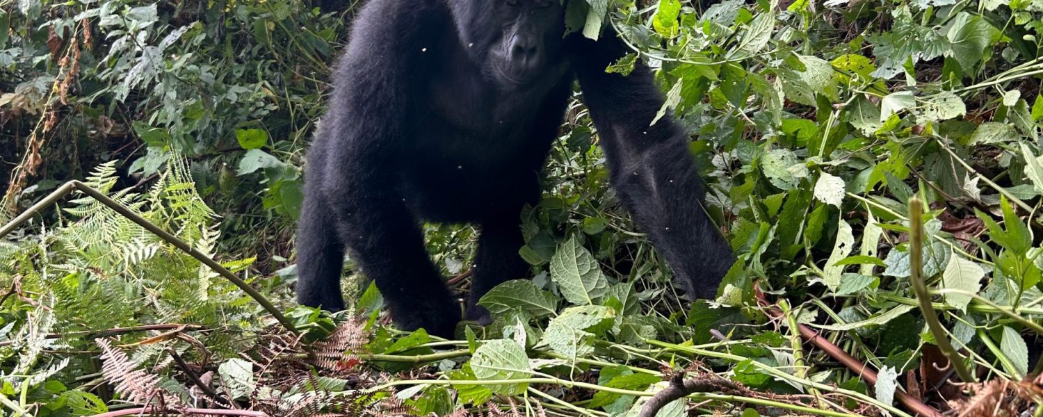Bwindi Gorilla Trekking in June