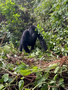 Bwindi Gorilla Trekking in June