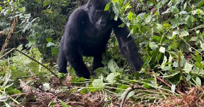 Bwindi Gorilla Trekking in June