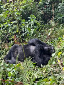 Gorilla Trekking in Rwanda