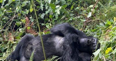 Gorilla Trekking in Rwanda
