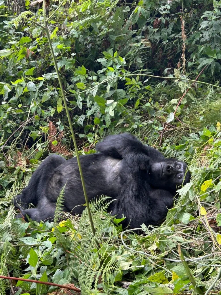 Gorilla Trekking in Rwanda
