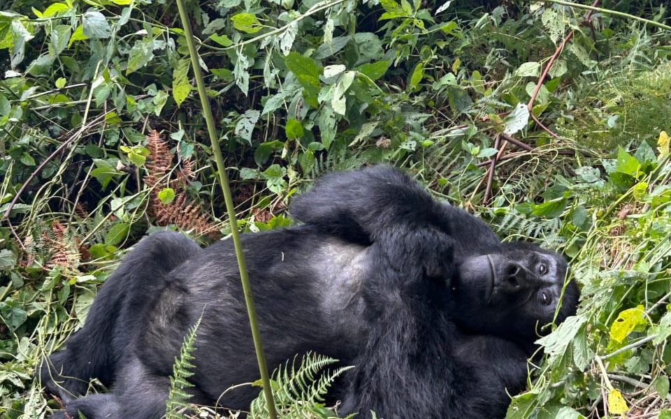 Gorilla Trekking in Rwanda